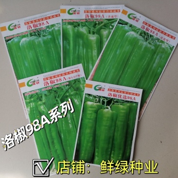 洛椒98A系列早熟薄皮椒，丰产抗病口感好品质佳
