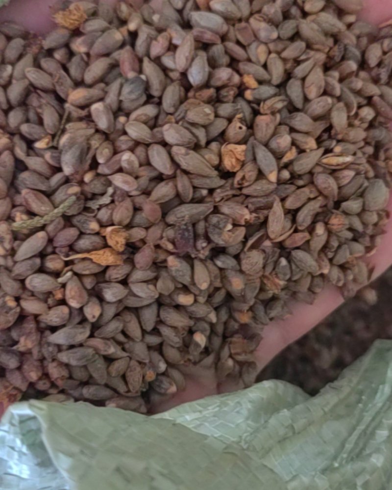 柏树籽
