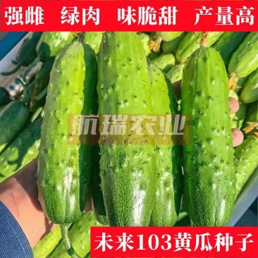 未来103水果黄瓜苗旱黄瓜苗大刺黄瓜苗黄瓜苗