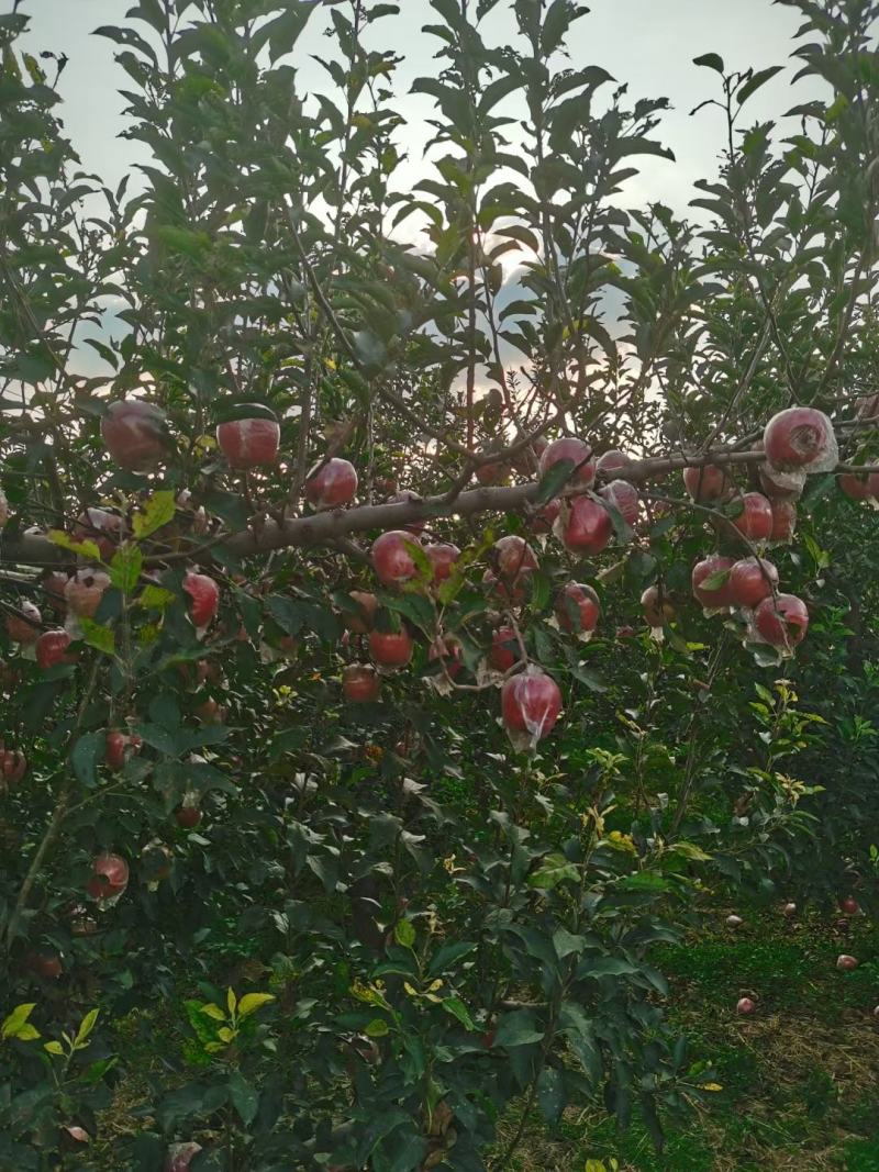 中秋王苹果
