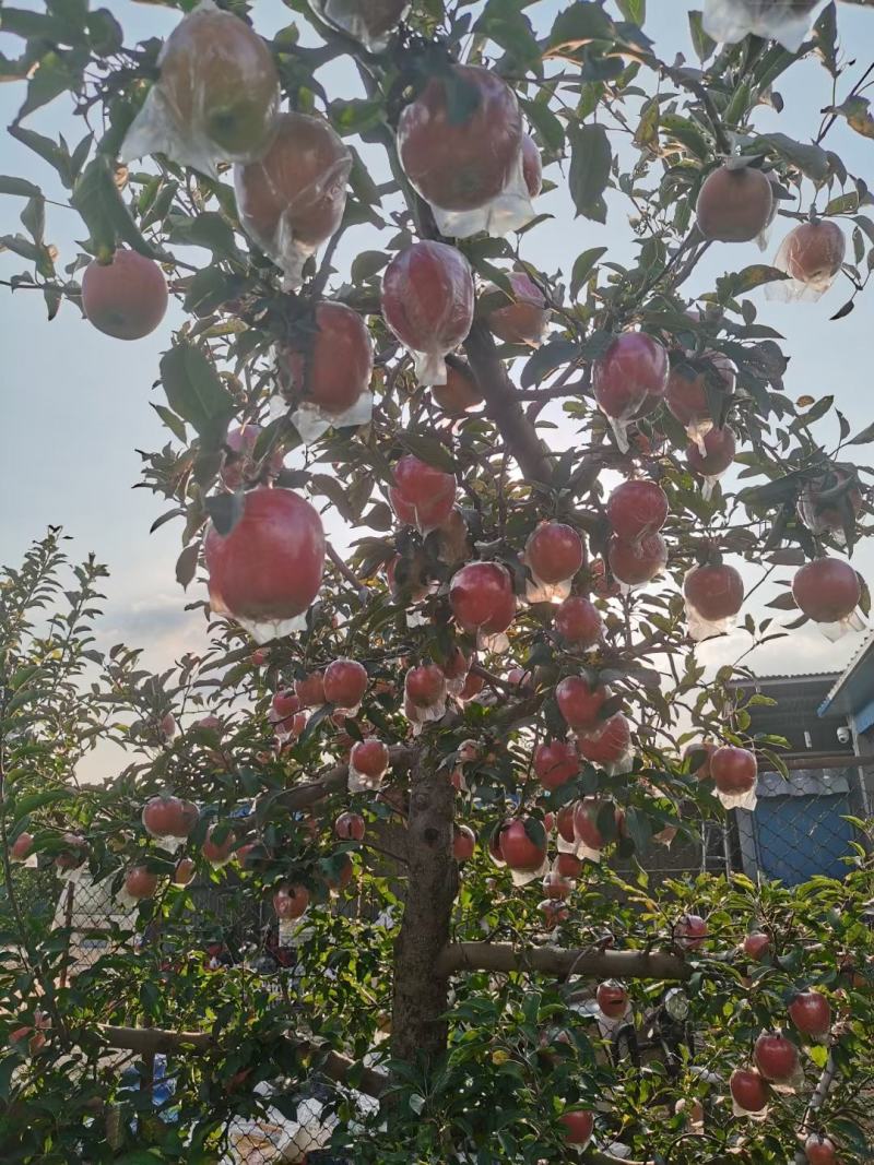 中秋王苹果