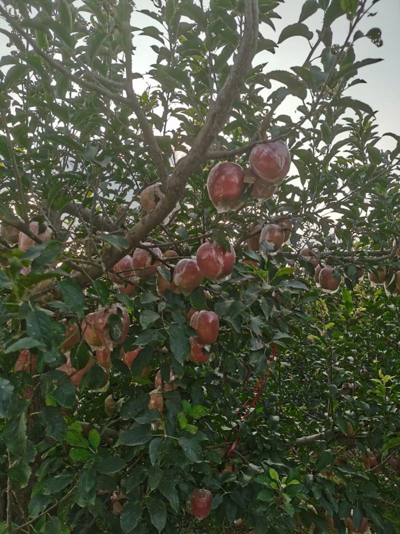 中秋王苹果