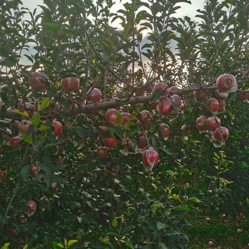 中秋王苹果