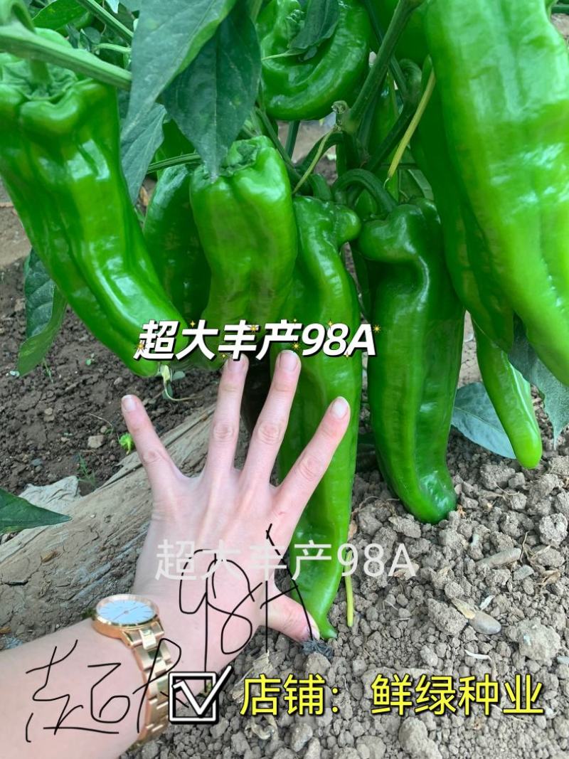 薄皮超大果98A品种皮薄质脆微辣口感好，抗病丰产果型优