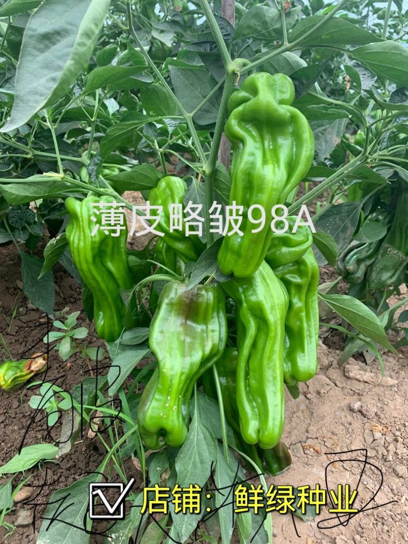 薄皮超大果98A品种皮薄质脆微辣口感好，抗病丰产果型优