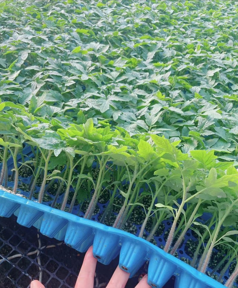 大红西红柿苗【预定嫁接苗】先正达齐达利番茄苗大红番茄苗