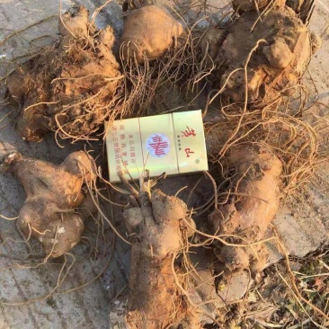 大量收购鲜白术，以质论价，现金交易，，，