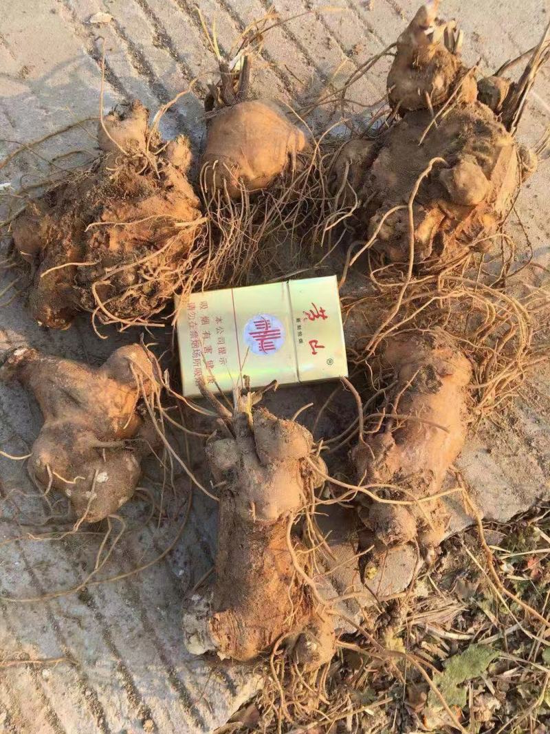 大量收购鲜白术，以质论价，现金交易，，，