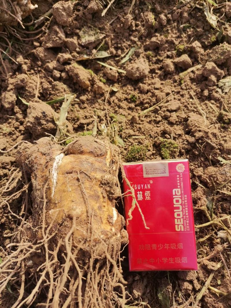 大量收购鲜白术，以质论价，现金交易，，，