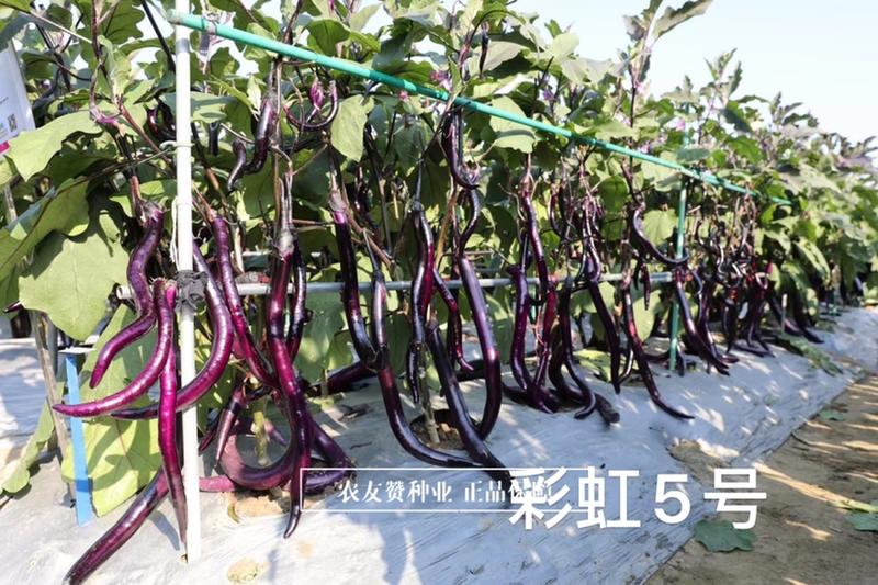 高品质紫红线茄种子四川龙盛彩虹5号早熟杂交一代茄子种子