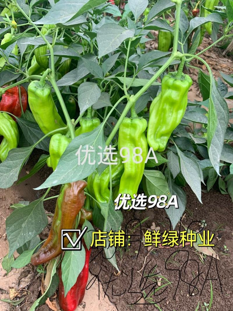 洛椒98A普通型薄皮椒种子早中熟翠绿色牛角椒，微辣丰产