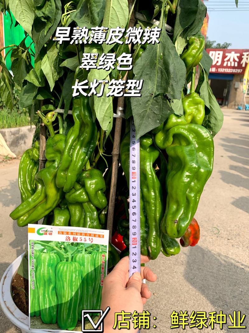 洛椒98A普通型薄皮椒种子早中熟翠绿色牛角椒，微辣丰产
