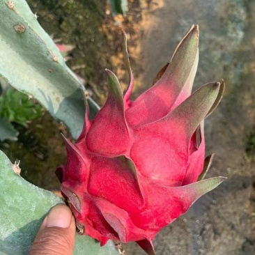 红心火龙果