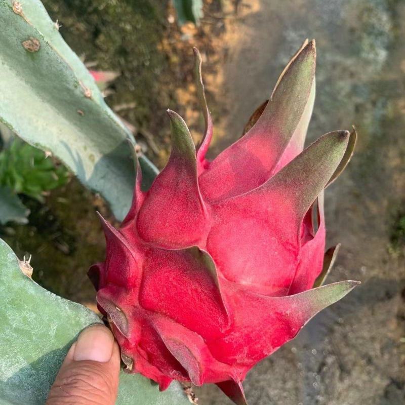 红心火龙果