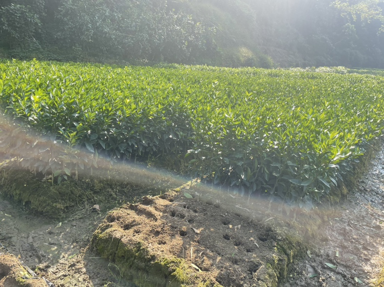 展示沃柑在自然环境中生长的场景,强调优质种植条件 沃柑种植园实景图
