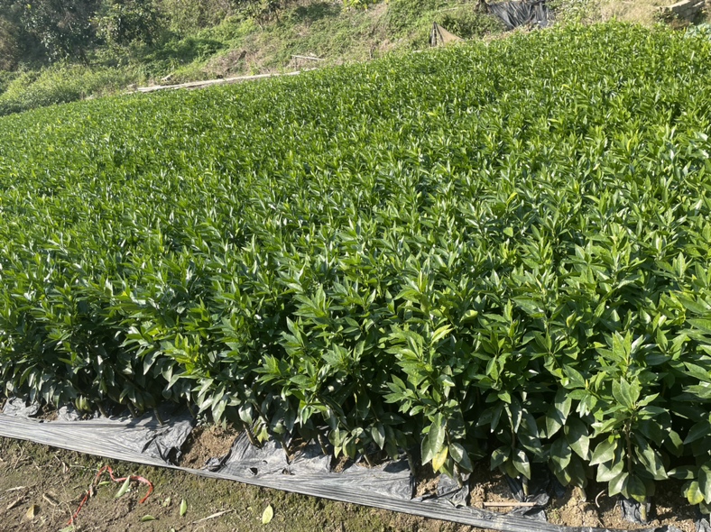技术人员使用便携式土壤检测仪测定沃柑园土壤pH值、电导率及氮磷钾含量,旁边放置施肥记录表和配肥桶,背景为标准化种植园区,展示科学化、数据驱动的精准施肥流程 沃柑果园土壤检测与施肥规划示意图