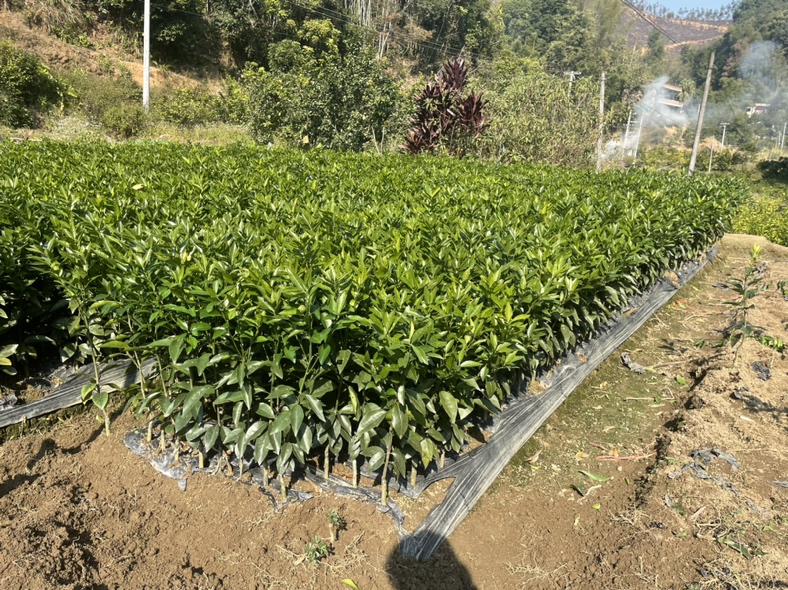 沃柑小苗定植现场,工人正在将营养钵苗移栽至已施基肥的定植穴中,土壤为红壤,背景为丘陵地形,地面覆盖黑色地膜用于保湿抑草 沃柑定植现场