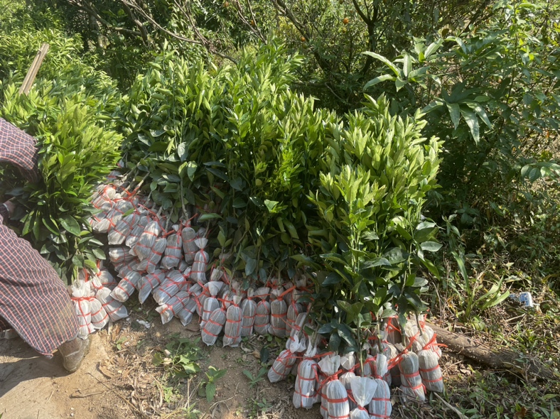 柑桔良种繁育基地实拍：整齐排列的两年生脱毒柑桔嫁接苗，株高45–60cm，主干粗壮，叶片浓绿有光泽，根部包裹保湿泥球，苗圃地面铺设防草黑膜，背景可见标准化温室育苗棚