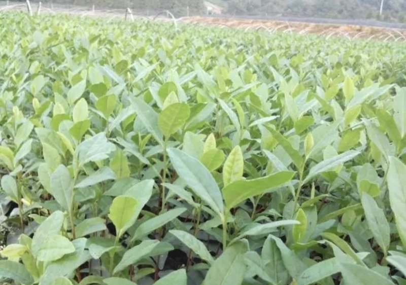 一年扦插育苗，中茶108茶苗