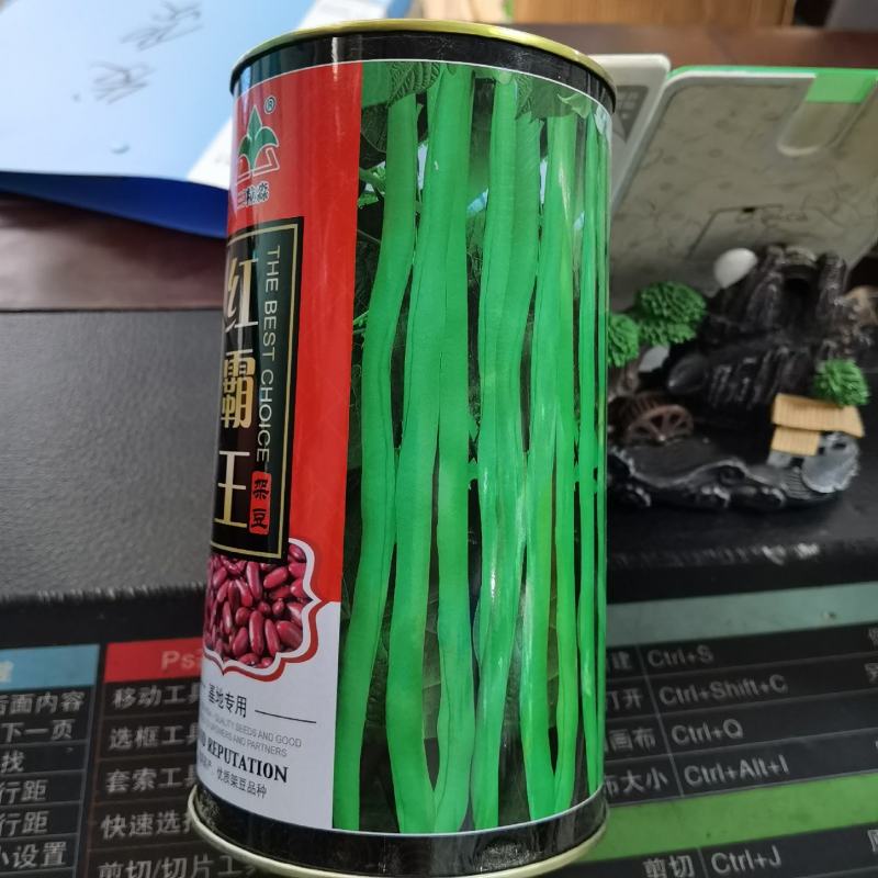 红霸王架豆王种子红玉架豆泰国无筋架豆王四季豆种子农户大田
