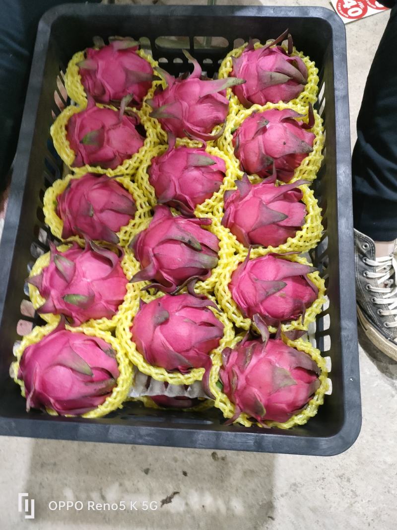 红心火龙果
