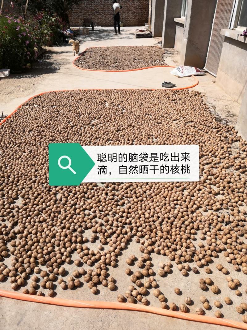 山西隰县清香核桃，黄土高原新鲜核桃带箱10斤包邮