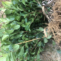 基地销售，一年扦插育苗川9号茶苗，芽饱满