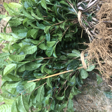基地销售，一年扦插育苗川9号茶苗，芽饱满
