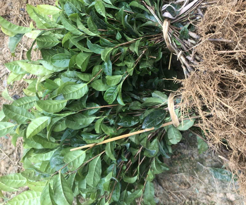 基地销售，一年扦插育苗川9号茶苗，芽饱满