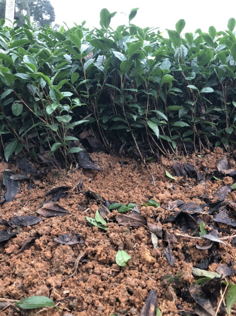 基地销售，一年扦插育苗川9号茶苗，芽饱满