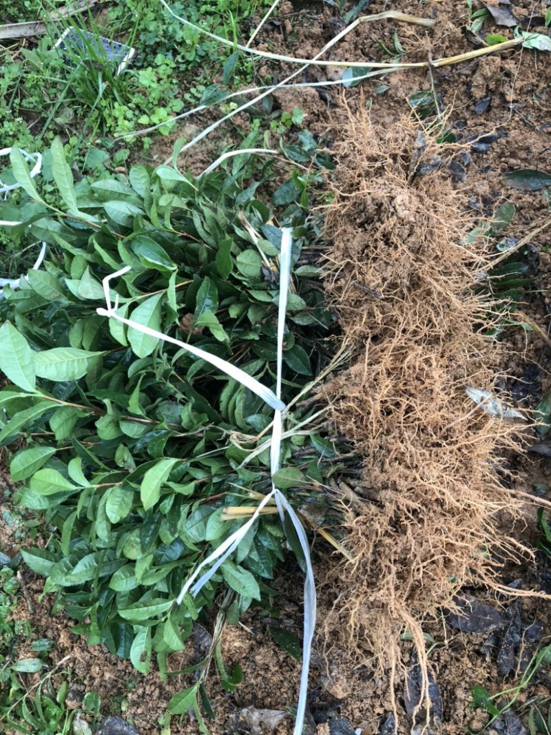 基地销售，一年扦插育苗川9号茶苗，芽饱满