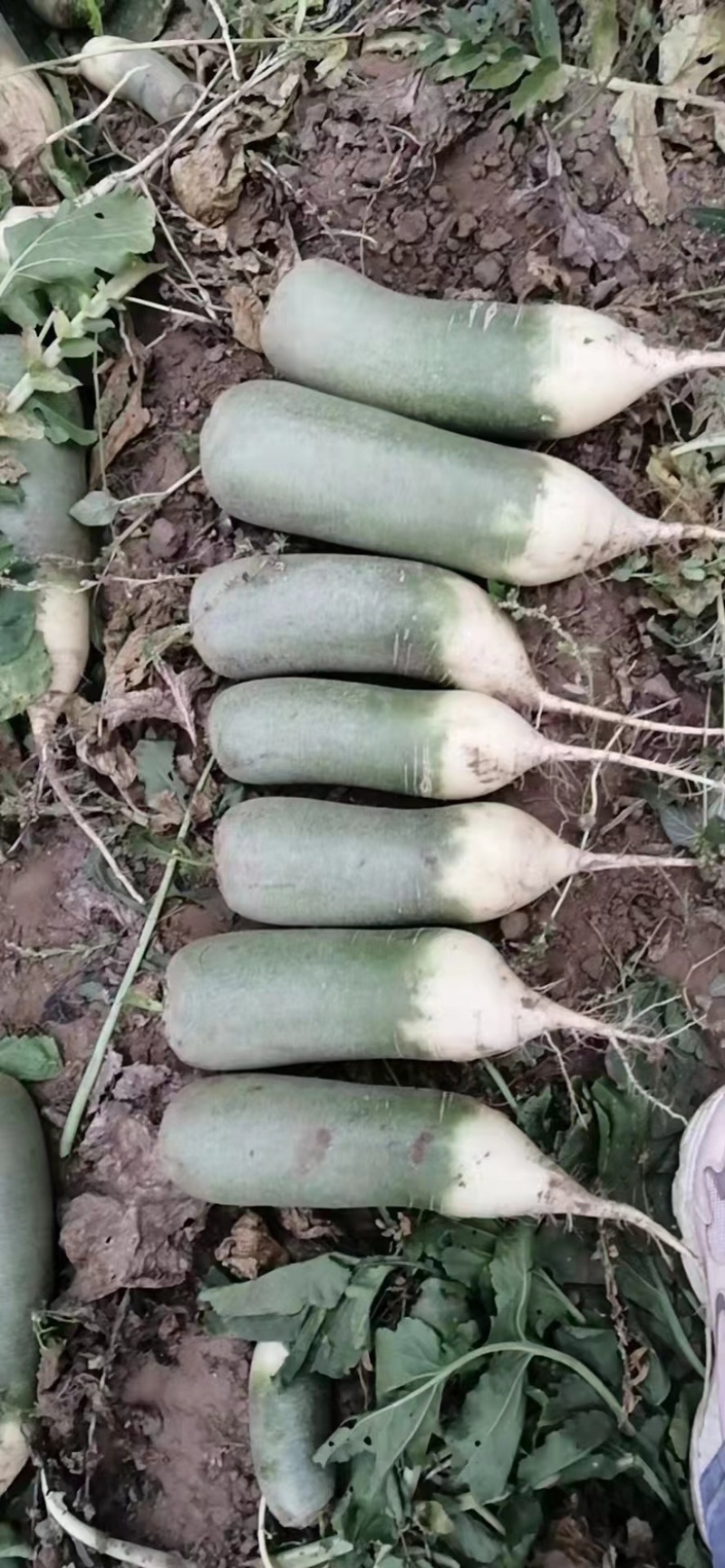 周口淮阳萝卜产地大量供应，欢迎各大老板们前来采购
