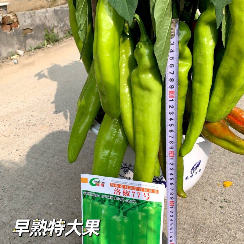 诚研辣椒研究所出品（洛椒高产高效栽培）图文并茂一学就会