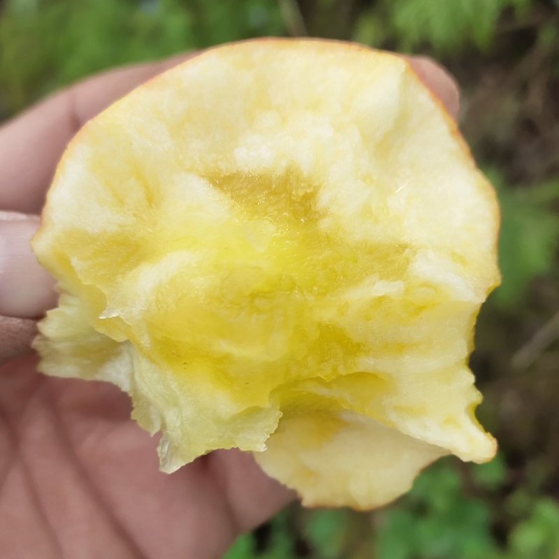 【精选】大凉山盐源高山冰糖心丑苹果产地直供鲜货