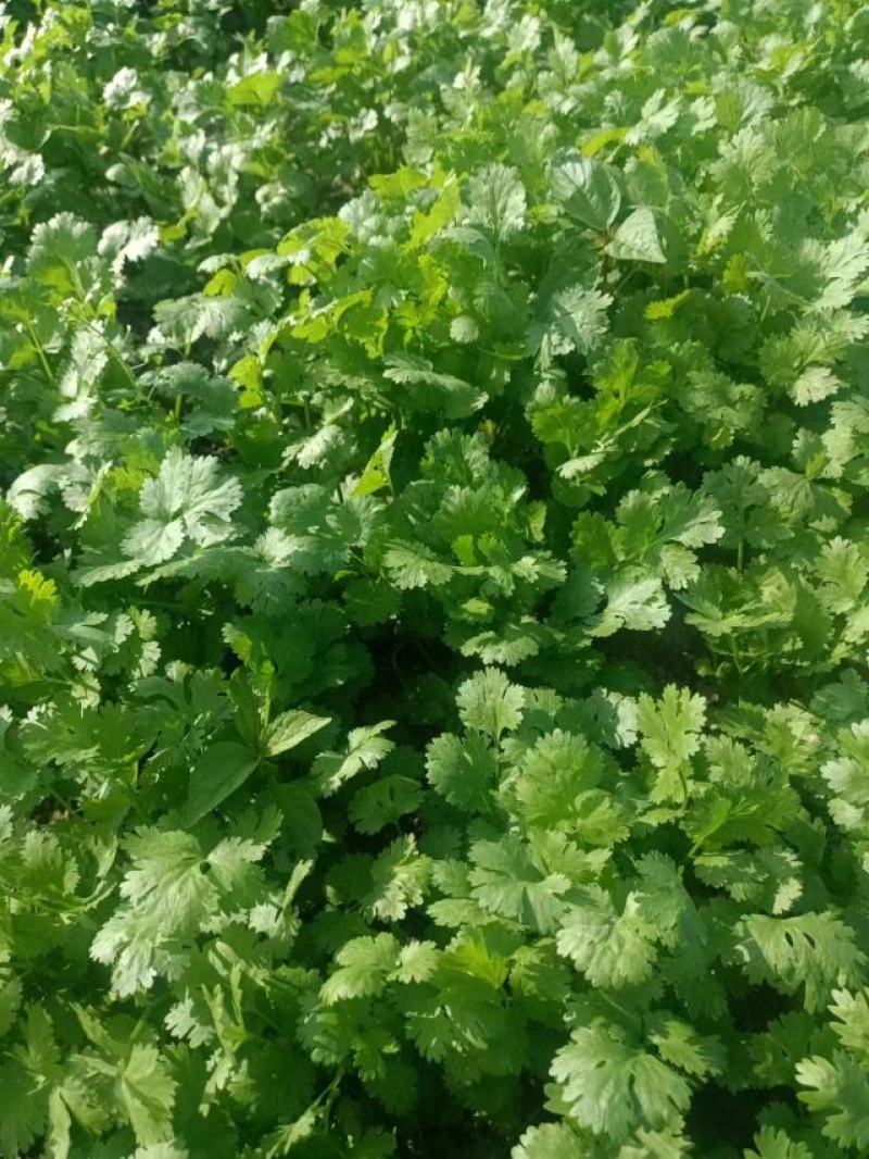 【推荐】大叶香菜大量供应货源充足新鲜现采可视频看货