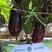 龙盛罐茄种子杂交一代茄子品种紫红茄子种子果肉白色丰产
