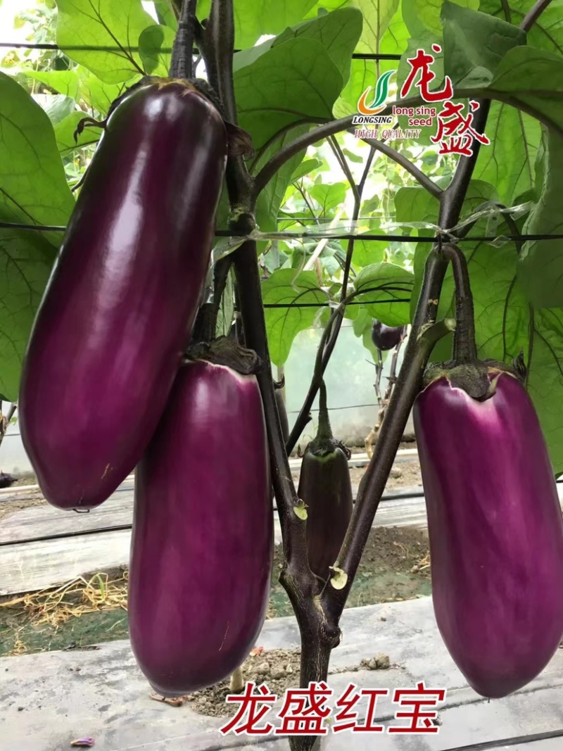 龙盛罐茄种子杂交一代茄子品种紫红茄子种子果肉白色丰产