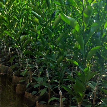 红柠檬贴木新会柑苗(茶枝柑，陈皮柑)