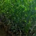 红柠檬贴木新会柑苗(茶枝柑，陈皮柑)