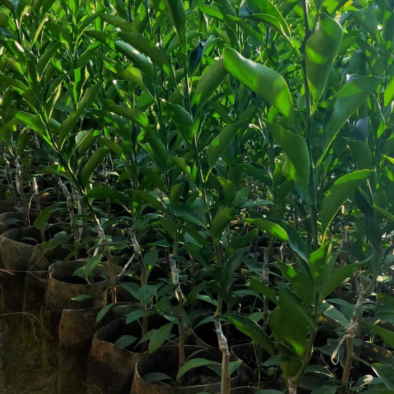 红柠檬贴木新会柑苗(茶枝柑，陈皮柑)