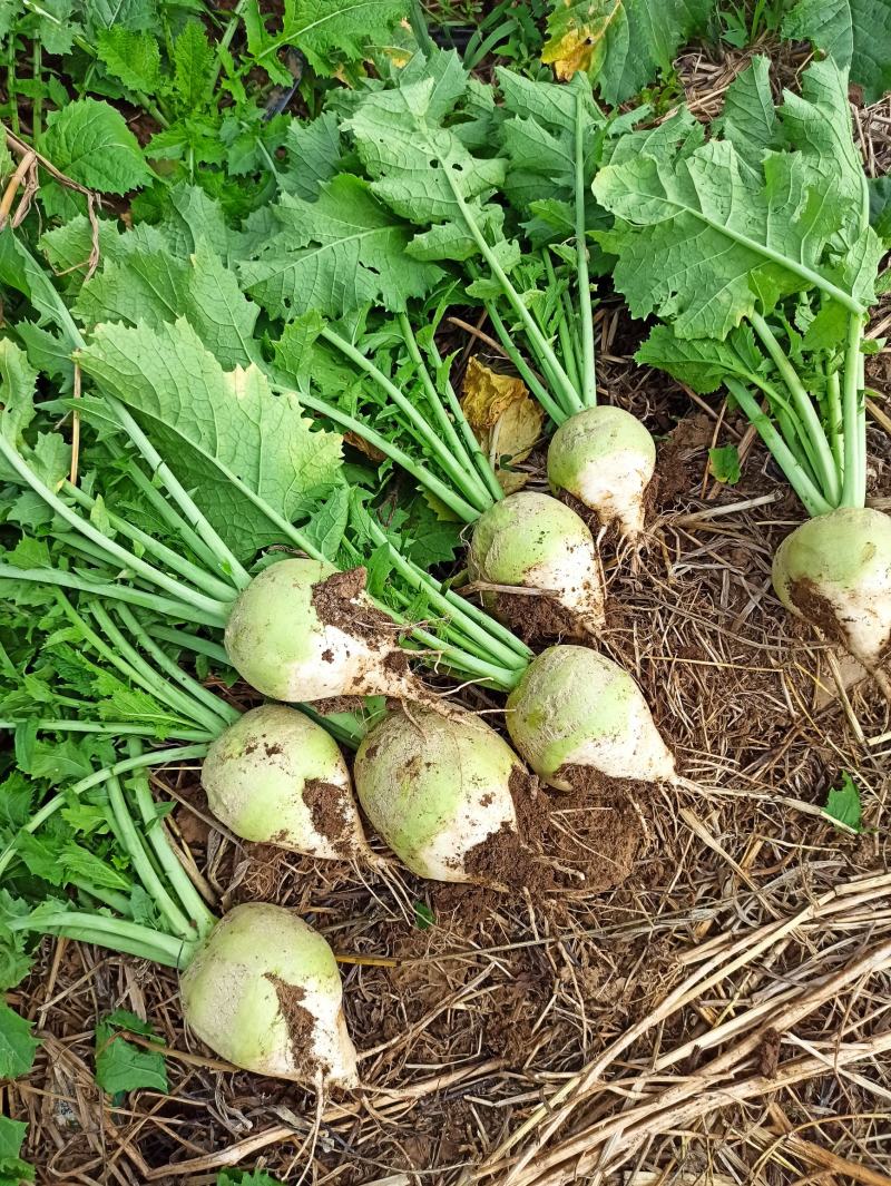 辽宁黑山光头芥菜