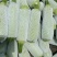 云南高原绿皮西葫芦，颜色绿，条形好，量大，
