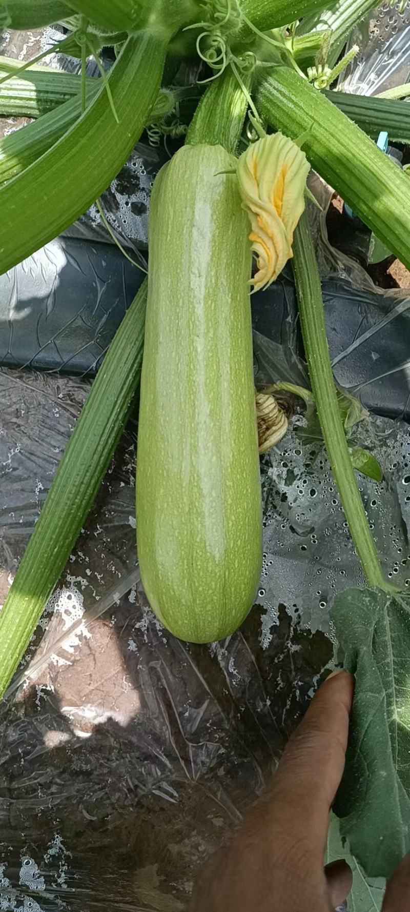云南高原绿皮西葫芦，颜色绿，条形好，量大，