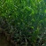 红柠檬贴木新会柑苗(茶枝柑，陈皮柑)