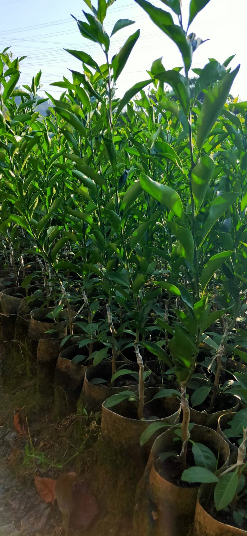 红柠檬贴木新会柑苗(茶枝柑，陈皮柑)
