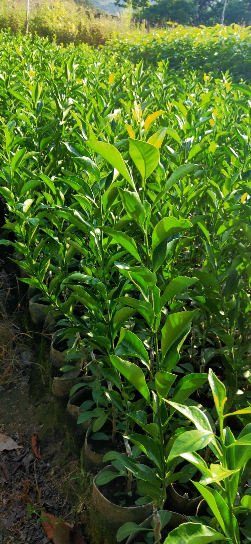 红柠檬贴木新会柑苗(茶枝柑，陈皮柑)
