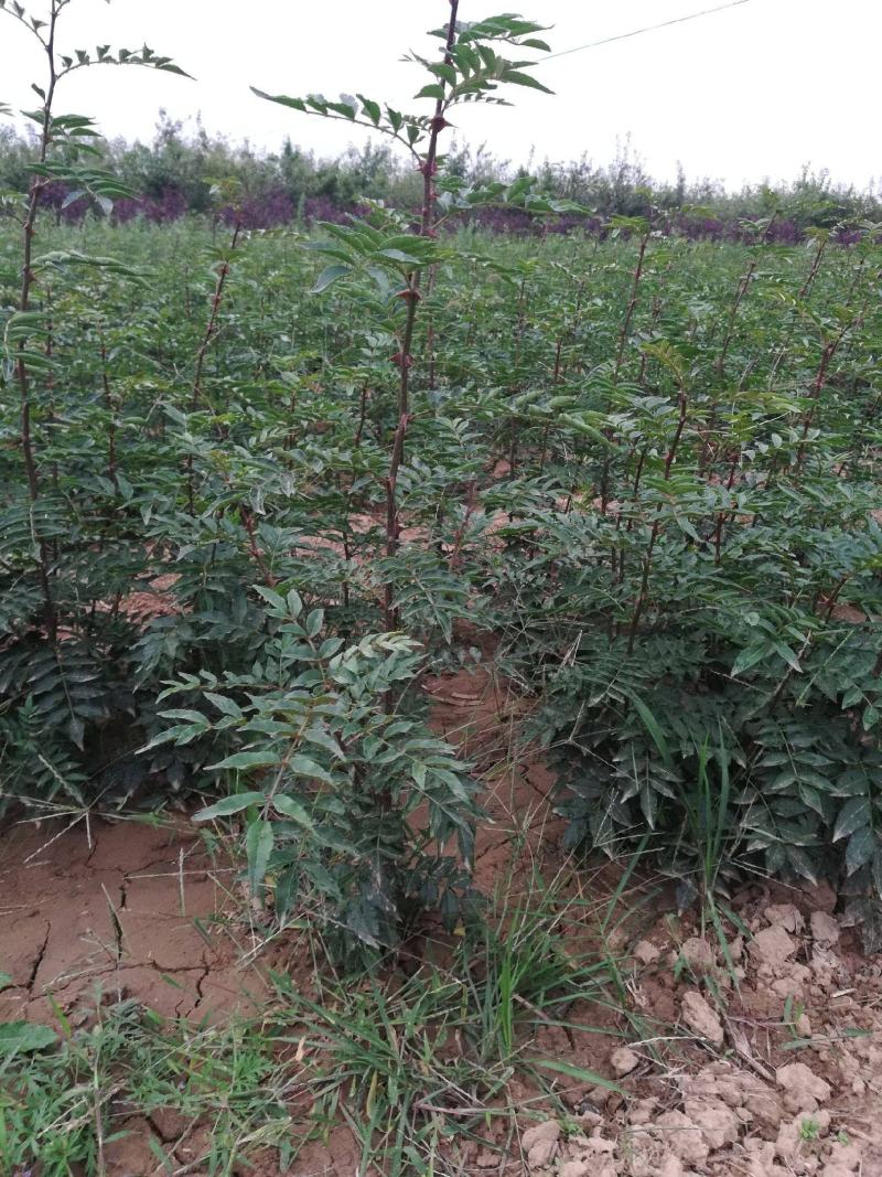 花椒树苗大红袍高产狮子头花椒苗少刺黄盖花椒苗南北方种当年