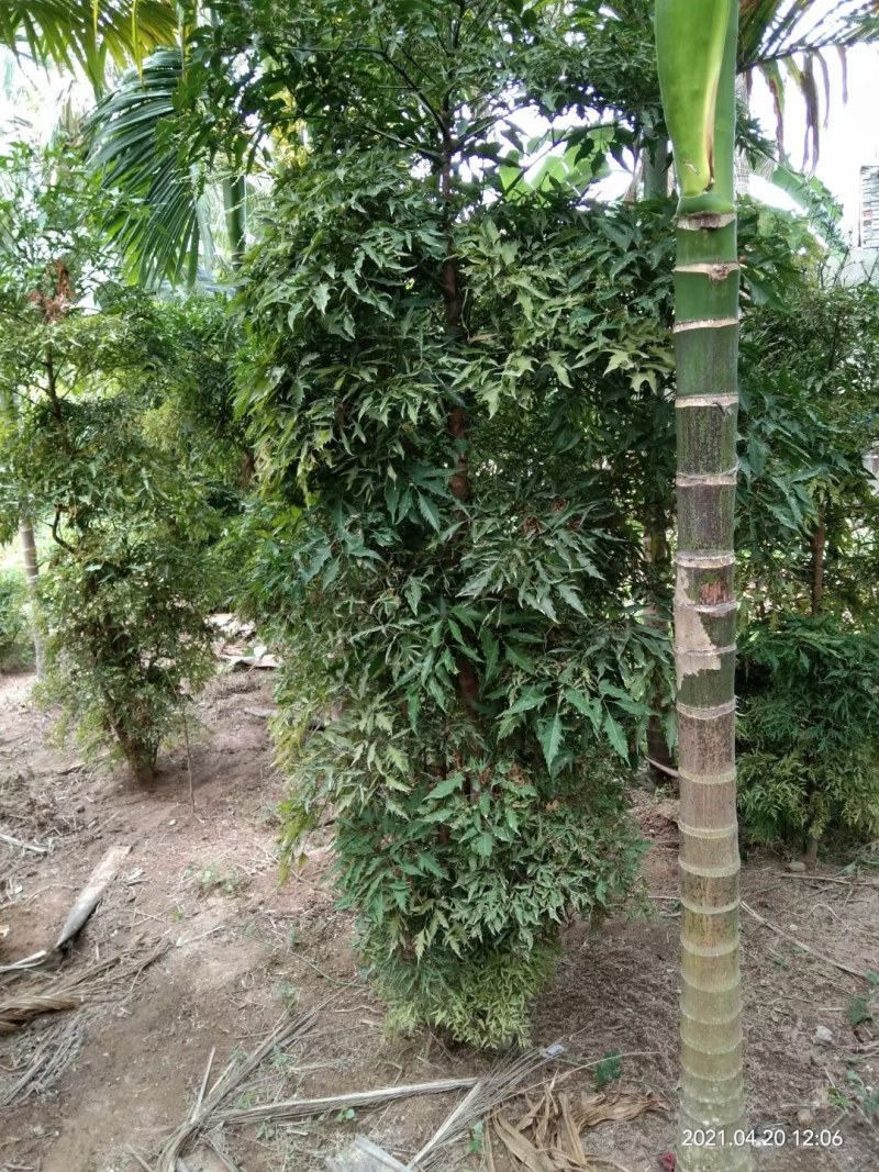 羽叶福禄桐，大叶福禄桐，地苗.