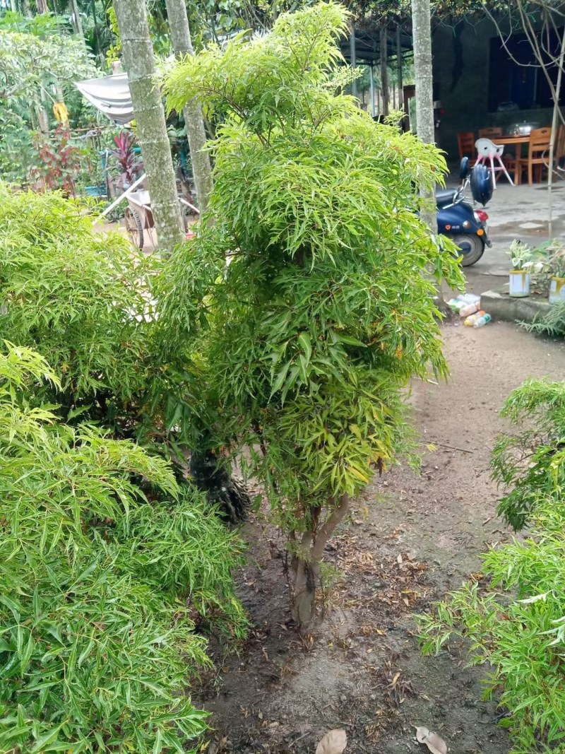 羽叶福禄桐，大叶福禄桐，地苗.