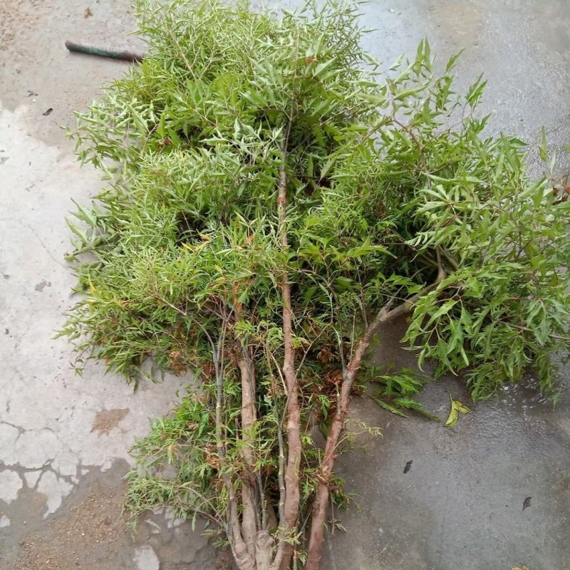 羽叶福禄桐，大叶福禄桐，地苗.